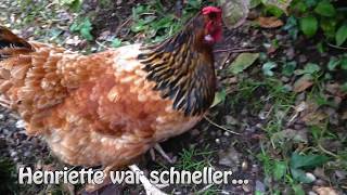 Herbstarbeiten im Uhlenbuschgarten