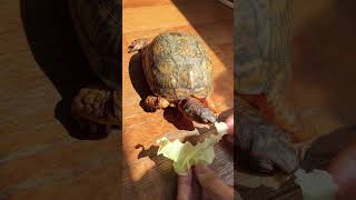 Box Turtle Eating Cabbage