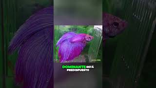 Potencia tu autostima y domina el mundo de la reproducción de peces Betta