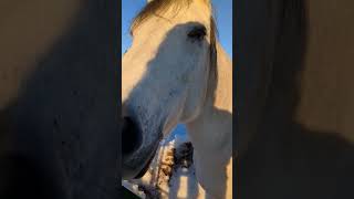 Time to let the wild ferocious horse beasts into the round pen