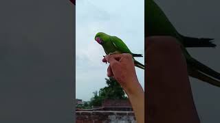 parrot ko Mobile wala bukhar//part 2