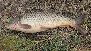 Поиск сазана с приходом воды. Ловля сазана на жмых