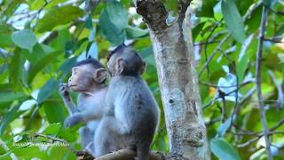 Amara Charles and Emma So Sweat Monkey Babies, Daily Monkeys Man#1104