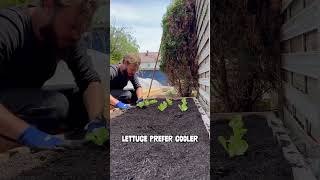 How to Plant Lettuce & Swiss Chard in Your Veggie Garden | Easy Gardening Tips 🌱