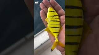 Today we caught gold fish in the sea and released it back into the sea😱 #fishing #fishvideo #foryou