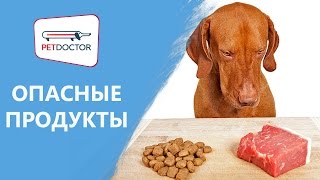 Какими продуктами нельзя кормить собак и кошек? Рекомендации ветеринарного врача