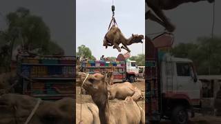 Camel loading amazing #camel #youtubeshorts #youtubevideos #shorts