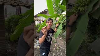 Mukbang pisang mentah