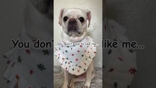 You don’t have to like me but…#dog #pug #cutedog #viral #shorts