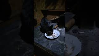 Ketika Kucing Lapar Dikasih Makan