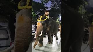 Mysore dasara elephant parade #parade #elephants #elephantvideo #shortvideo #saurabhkatiyarofficial