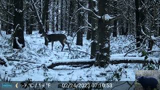 Deer in The Snow