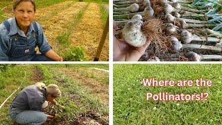 Where are the pollinators!?  Planting Sweet Potatoes, Garlic Harvest, and Tomato Maintenance