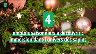 4 emplois saisonniers à découvrir dans l'univers des sapins