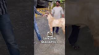 Beautiful hansa sanjari goat farm mahapoli