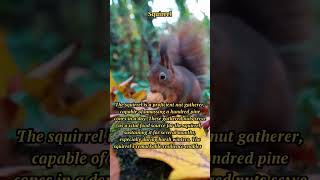 Masterful Squirrel Nut Gathering 🐿️ | Efficient Winter Survival