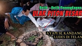 ULAR PITON MEMANGSA AYAM 1 KANDANG LUDES ! LANGSUNG DI TANGKAP PAWANG #viral #ular