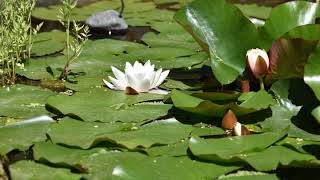 Faster version of the lilypad flowers