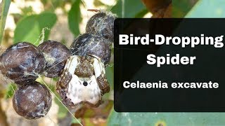 Bird Dropping Spider Bird Dung Spider Orchard Spider