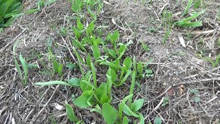 【自然農】2023年4月1日 夏野菜続々発芽！ホウレンソウ徐々に成長【natural farming】