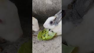 The cute rabbit 🐇 eat cucumber 🥒🥒 #music #cover #kpop