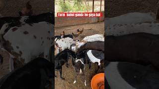 form bahut ganda ho gaya hai || #shorts #ytshorts #goat #goatfarming