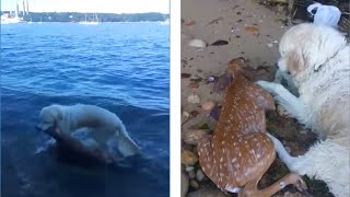 Пёс бросился в в воду и вытащил ЭТО! У хозяина челюсть отпала от находки!