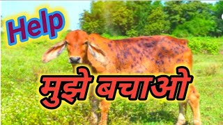 गाय माता को बचाओ जीवन सुखी पाओ || limpi medicine for cow please share cow help 🙏 #cow