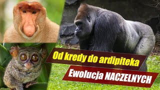 Ewolucja NACZELNYCH – zanim pojawił się człowiek!