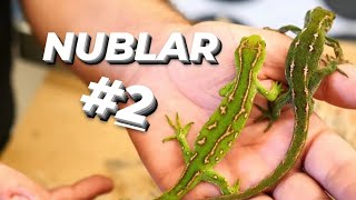 NUBLAR - Animales Increíbles #2