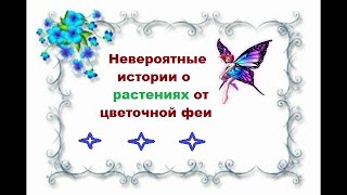 Невероятные истории о растениях от цветочной феи !