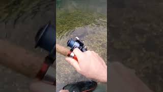 Spinning trota torrente, miglior attacco in fiume ADIGE #viral#youtubeshorts#youtube#viralvideo