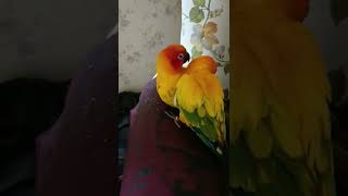 a pair of sun conures clean each other's feathers#shorts #sunconure #kicaumania #burung #bersih