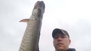 Tease or be teased musky fishing!!