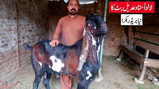 Lalu New Amritsari Beetal Breeder Goat Of Ustad Adeel Butt Lahore 2024