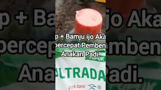 Resep Ampuh.!! Perbanyak Anakan padi dengan cepat