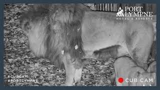 Lion Cub Cam Highlight | Funny Moment Male Lion Steals Enrichment From Cub