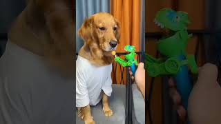 funny dog videos #dog #puppy #cute #pets #funny #pet