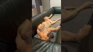 Big Handsome Has a hard life #shortvideo #shortsfeed #doglover