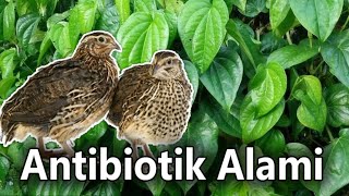 ANTIBIOTIK ALTERNATIF UNTUK PUYUH TERBUKTI AMPUH