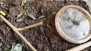 feeding the stick insects #stickinsect #insects #creatures