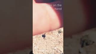 "Spider on the hand"