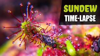 SUNDEW Carnivorous Plant Growing Time Lapse  (180 Days)