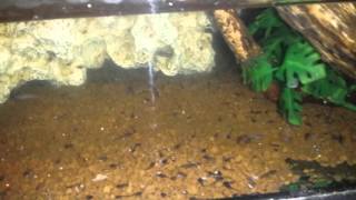 Green Tree Frog tadpoles (Litoria caerulea)