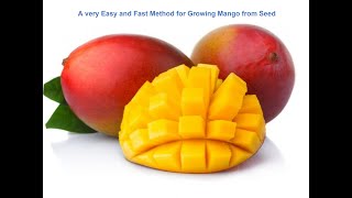 A very Easy and Fast Method for Growing Mango from Seed