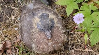 saved life #wood pigeon check #fall down from  nest