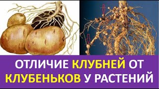 21. Отличие клубней от клубеньков у растений