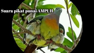 Suara pikat punai jernih [dijamin ampuh] durasi panjang