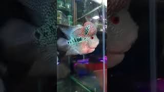 BEAUTIFUL BIG HEAD MULTI COLOUR FLOWRHORN | #shorts #aquarium #fish #viral #beautiful #flowerhorn