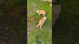 CHICKEN grass #catlife #cat